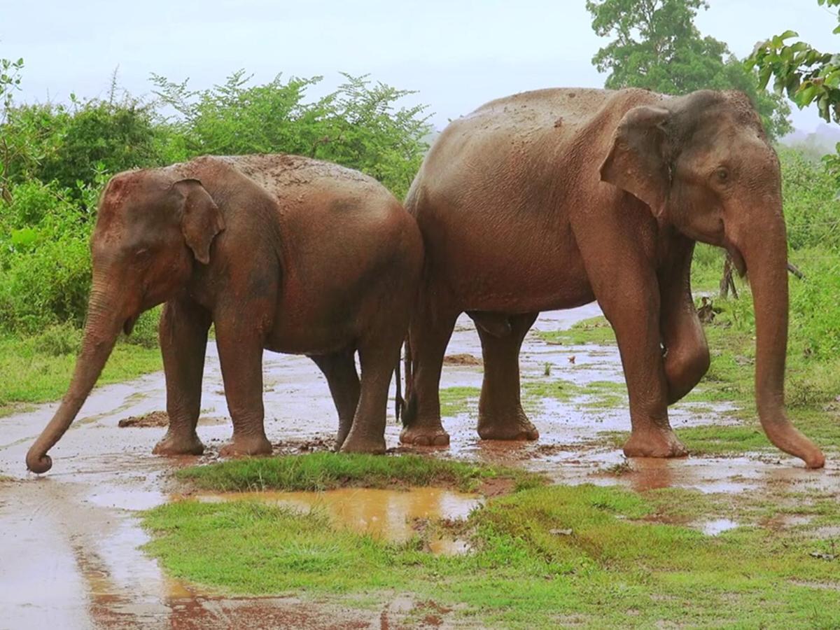 Hotel Travellers Halt à Ratnapura Extérieur photo